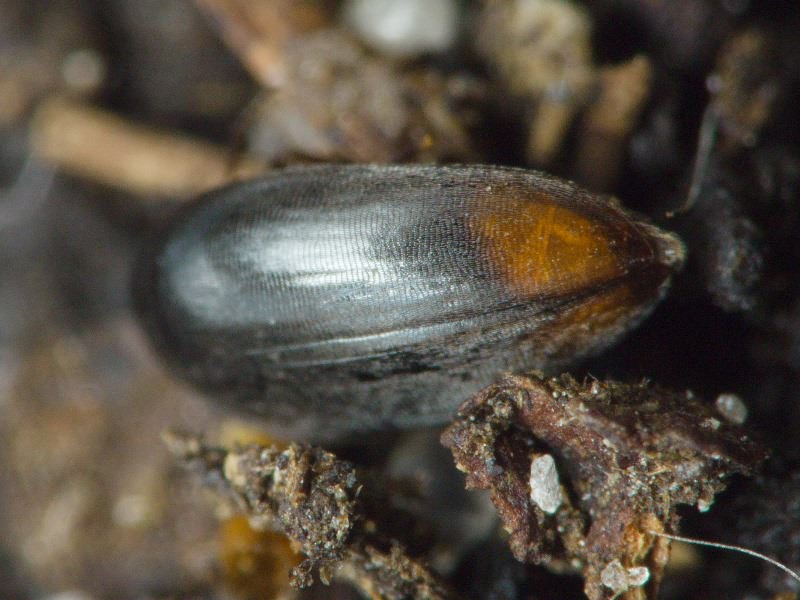 Eucinetus haemorrhoidalis (Germar, 1818)